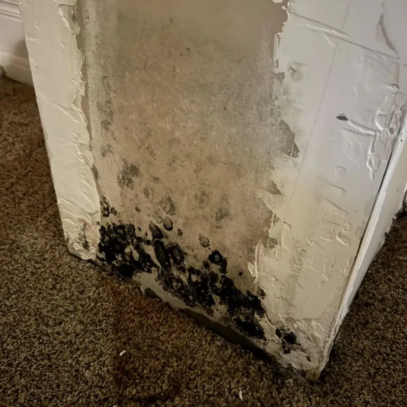 Professional Mold Removal in Chestnut Ridge, NY